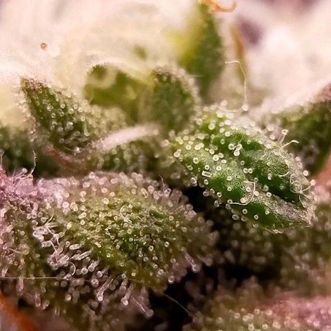 Trichome Orchards growlog photo: Ringz of Saturn. Day 48F