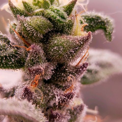 Trichome Orchards growlog photo: Ringz of Saturn. Day 48F