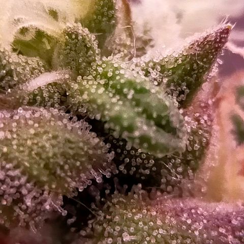 Trichome Orchards growlog photo: Ringz of Saturn. Day 48F