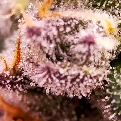 Trichome Orchards growlog photo: Ringz of Saturn. Day 48F