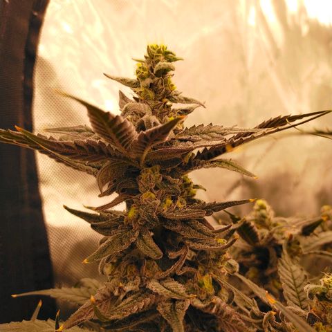 Trichome Orchards growlog photo: Ringz of Saturn. Day 48F