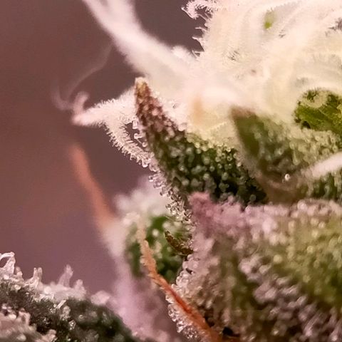 Trichome Orchards growlog photo: Ringz of Saturn. Day 48F
