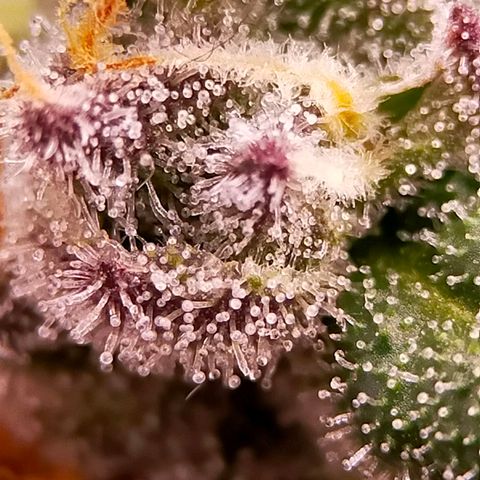 Trichome Orchards growlog photo: Ringz of Saturn. Day 48F