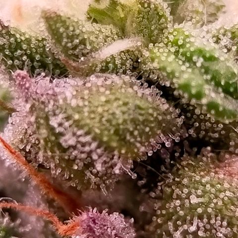 Trichome Orchards growlog photo: Ringz of Saturn. Day 48F