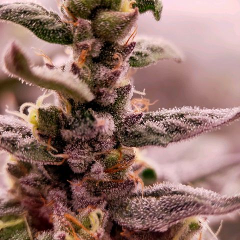 Trichome Orchards growlog photo: Ringz of Saturn. Day 48F