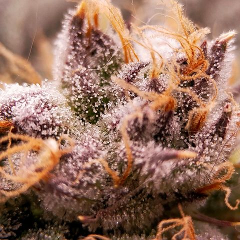 Trichome Orchards growlog photo: Pauly Walnuts. Day 48F