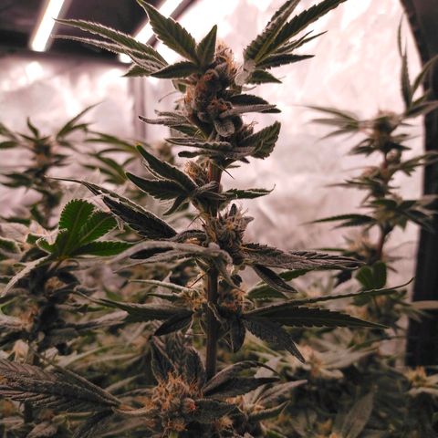 Trichome Orchards growlog photo: Pauly Walnuts. Day 48F