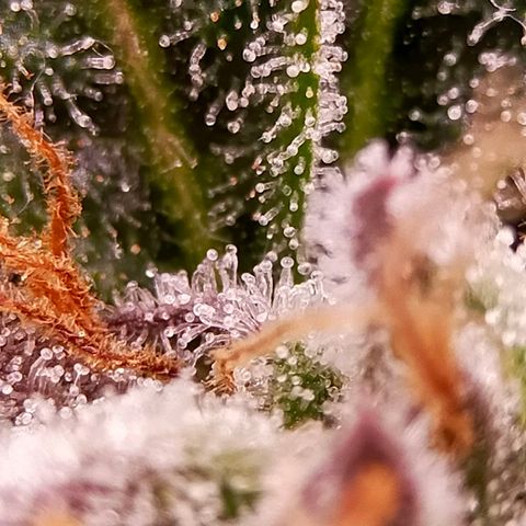 Trichome Orchards growlog photo: Pauly Walnuts. Day 48F