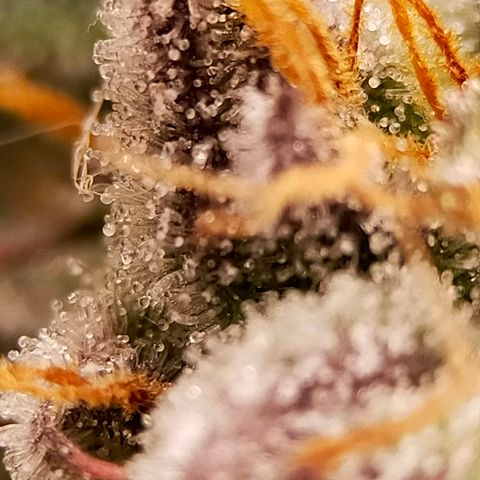 Trichome Orchards growlog photo: Pauly Walnuts. Day 48F