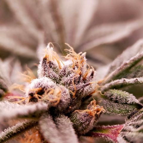 Trichome Orchards growlog photo: Pauly Walnuts. Day 48F