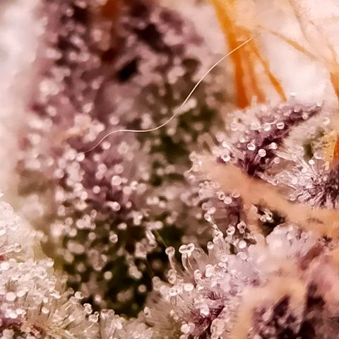 Trichome Orchards growlog photo: Pauly Walnuts. Day 48F