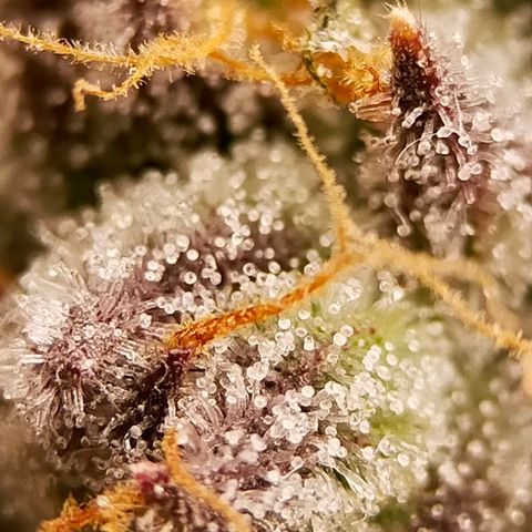 Trichome Orchards growlog photo: Pauly Walnuts. Day 48F