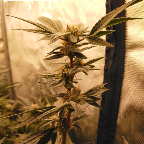 Trichome Orchards growlog photo: Pauly Walnuts. Day 48F