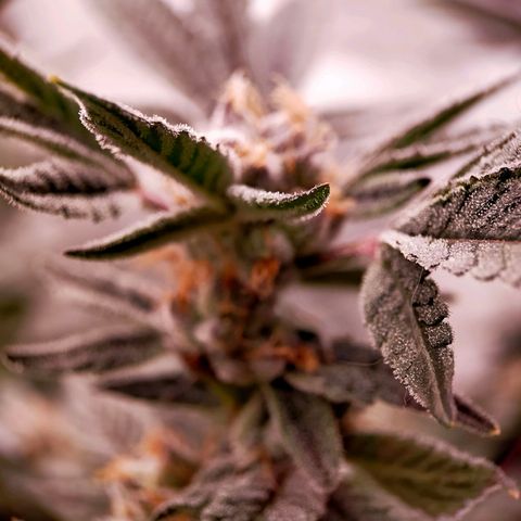 Trichome Orchards growlog photo: Pauly Walnuts. Day 48F