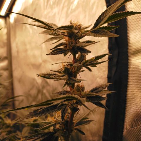 Trichome Orchards growlog photo: Pauly Walnuts. Day 48F