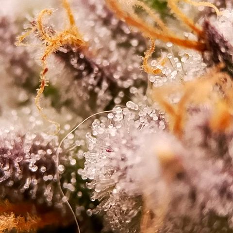 Trichome Orchards growlog photo: Pauly Walnuts. Day 48F