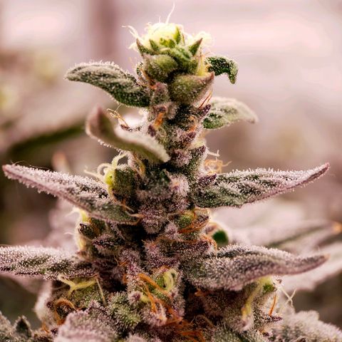 Trichome Orchards growlog photo: Ringz of Saturn. Day 48F