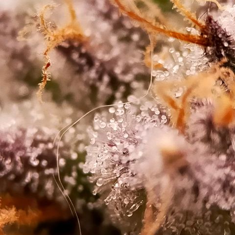 Trichome Orchards growlog photo: Pauly Walnuts. Day 48F