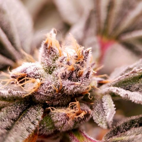 Trichome Orchards growlog photo: Pauly Walnuts. Day 48F