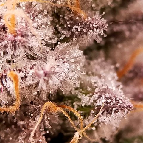 Trichome Orchards growlog photo: Rainbow Fritters #1