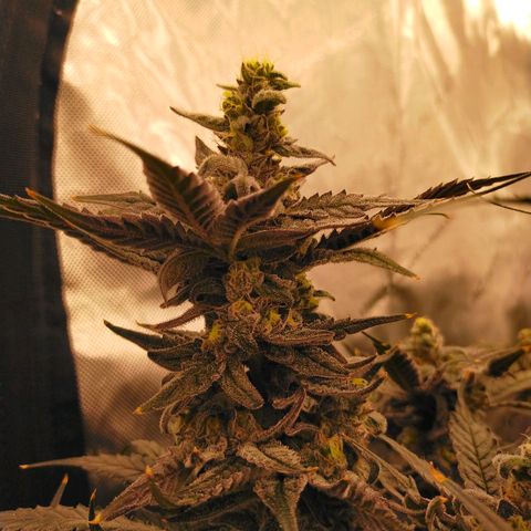 Trichome Orchards growlog photo: Ringz of Saturn. Day 48F