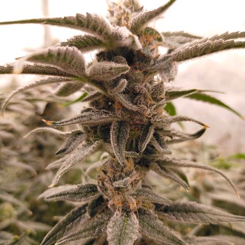 Trichome Orchards growlog photo: Rainbow Fritters #1. Day 48F