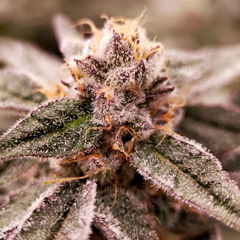 Trichome Orchards growlog photo: Rainbow Fritters #1