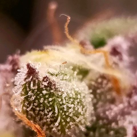 Trichome Orchards growlog photo: Ringz of Saturn. Day 48F