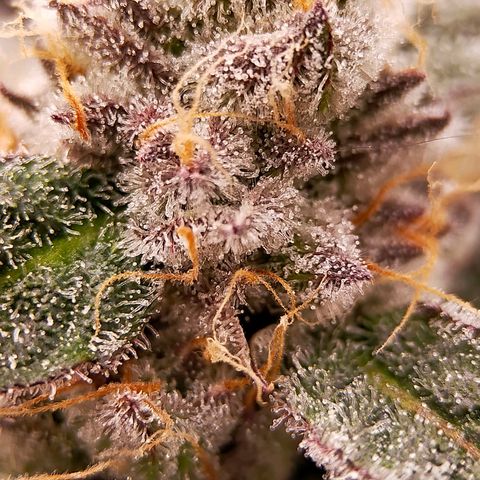 Trichome Orchards growlog photo: Rainbow Fritters #1