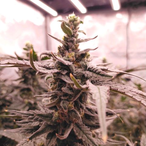 Trichome Orchards growlog photo: Ringz of Saturn. Day 48F