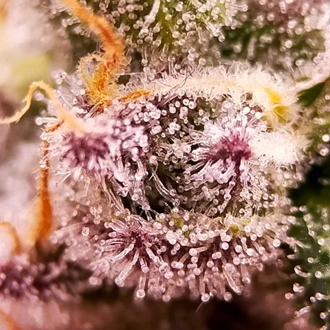 Trichome Orchards growlog photo: Ringz of Saturn. Day 48F