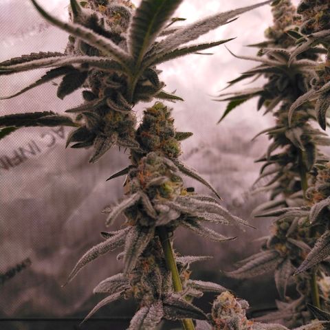 Trichome Orchards growlog photo: Rainbow Fritters #2. Day 48F