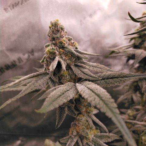 Trichome Orchards growlog photo: Rainbow Fritters #2. Day 48F