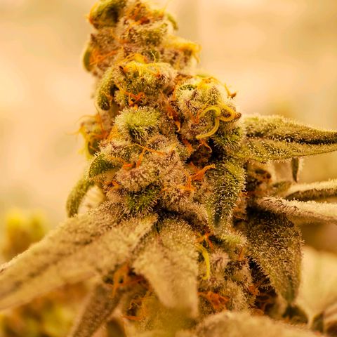 Trichome Orchards growlog photo: Rainbow Fritters #2. Day 48F