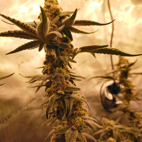 Trichome Orchards growlog photo: Rainbow Fritters #2. Day 48F