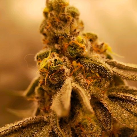 Trichome Orchards growlog photo: Rainbow Fritters #2. Day 48F