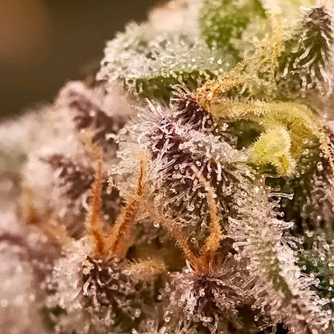 Trichome Orchards growlog photo: Rainbow Fritters #2. Day 48F