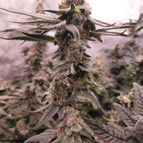 Trichome Orchards growlog photo: Rainbow Fritters #2. Day 48F