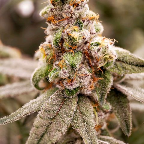 Trichome Orchards growlog photo: Rainbow Fritters #2. Day 48F