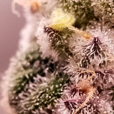 Trichome Orchards growlog photo: Rainbow Fritters #2. Day 48F