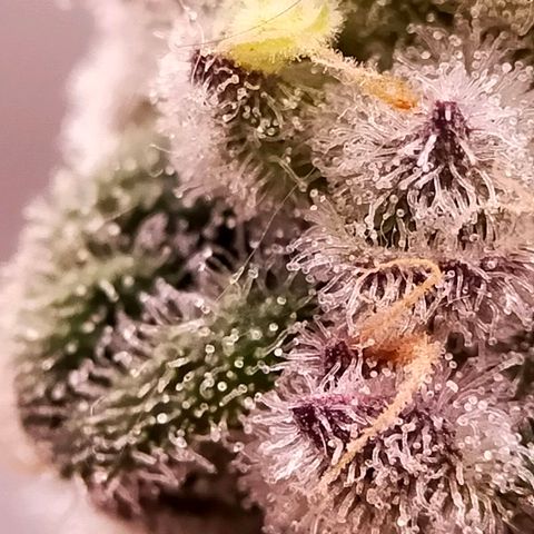 Trichome Orchards growlog photo: Rainbow Fritters #2. Day 48F