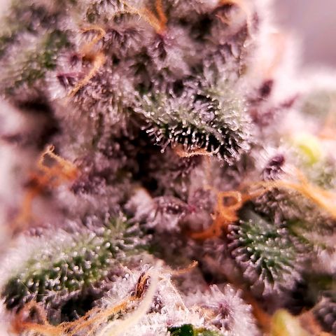 Trichome Orchards growlog photo: Rainbow Fritters #2. Day 48F