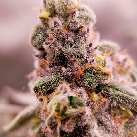 Trichome Orchards growlog photo: Rainbow Fritters #2. Day 48F