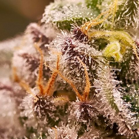 Trichome Orchards growlog photo: Rainbow Fritters #2. Day 48F