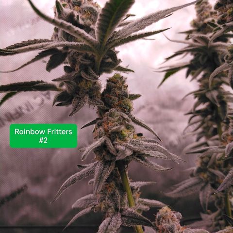 Trichome Orchards growlog photo: Rainbow Fritters #2. Day 48F