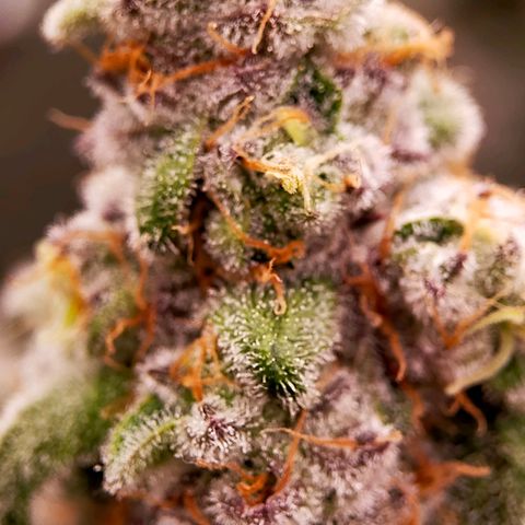 Trichome Orchards growlog photo: Rainbow Fritters #2. Day 48F