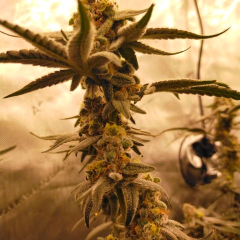 Trichome Orchards growlog photo: Rainbow Fritters #2. Day 48F