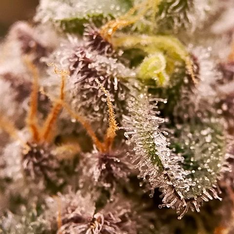 Trichome Orchards growlog photo: Rainbow Fritters #2. Day 48F