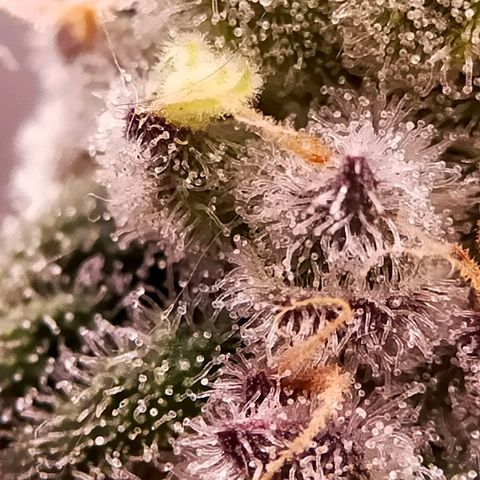 Trichome Orchards growlog photo: Rainbow Fritters #2. Day 48F
