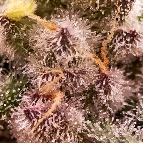 Trichome Orchards growlog photo: Rainbow Fritters #2. Day 48F